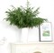10 Pcs 36 Inch Artificial Norfolk Pine Stems Faux Christmas (Green) 0.78"D x 7.87"W x 36"H
